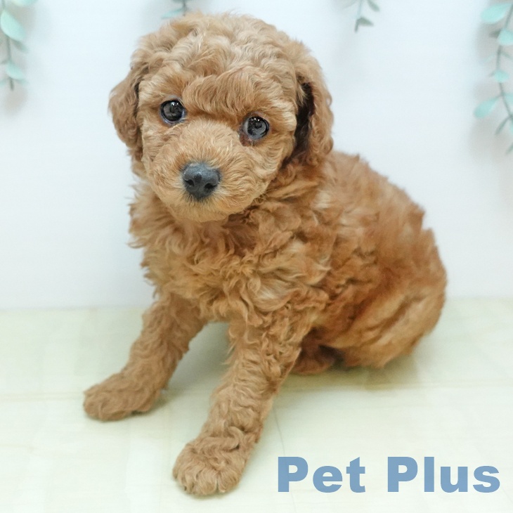 トイ・プードルの写真2