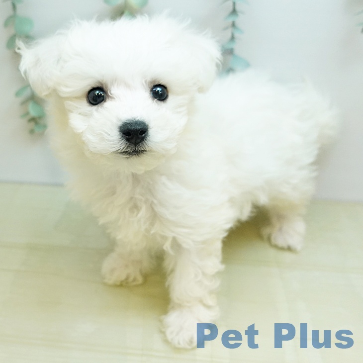 ビション・フリーゼの写真2