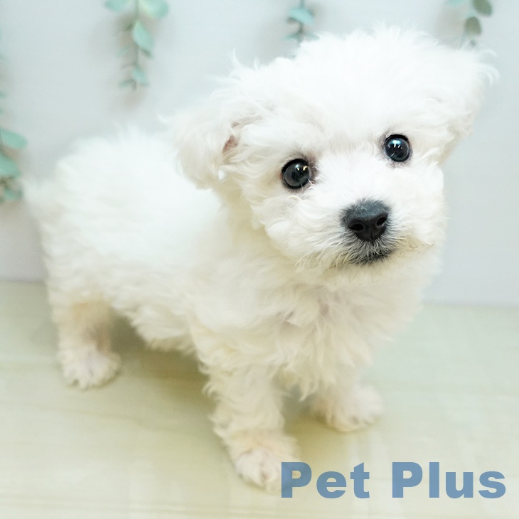 ビション・フリーゼ