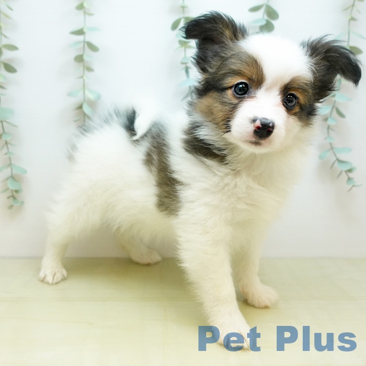 パピヨンの写真2