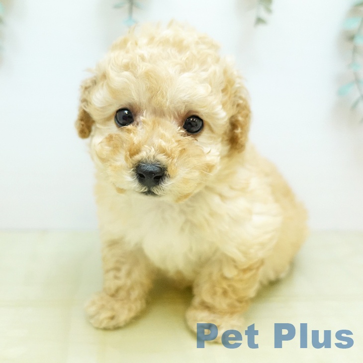 トイ・プードル