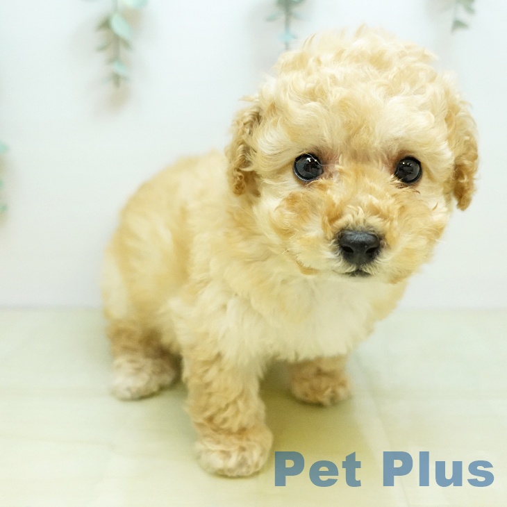 トイ・プードルの写真2