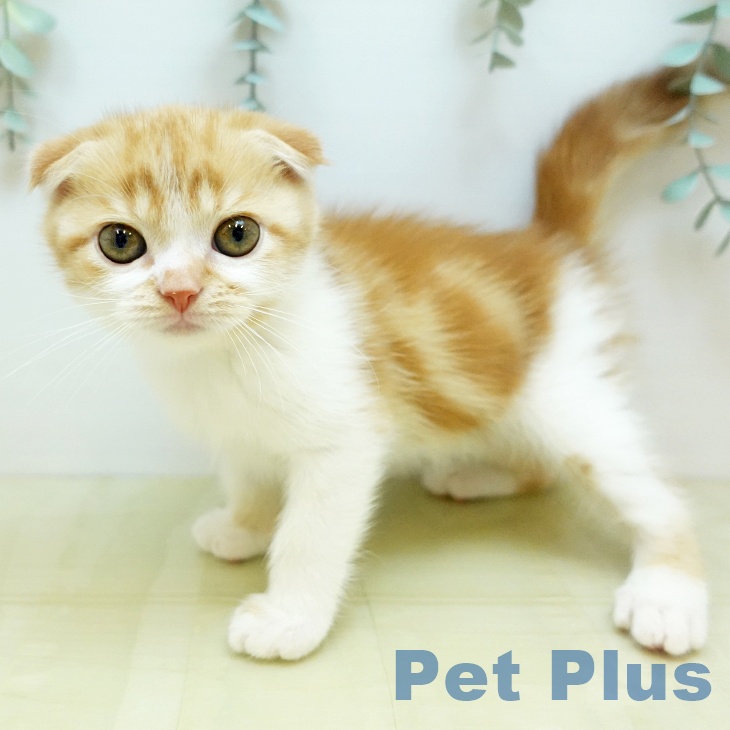 スコティッシュフォールド