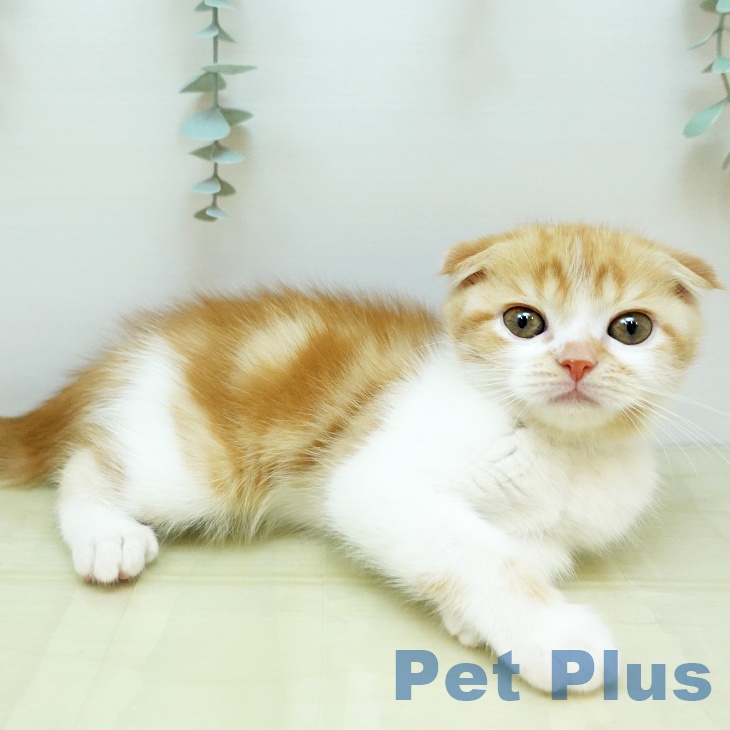 スコティッシュフォールドの写真2