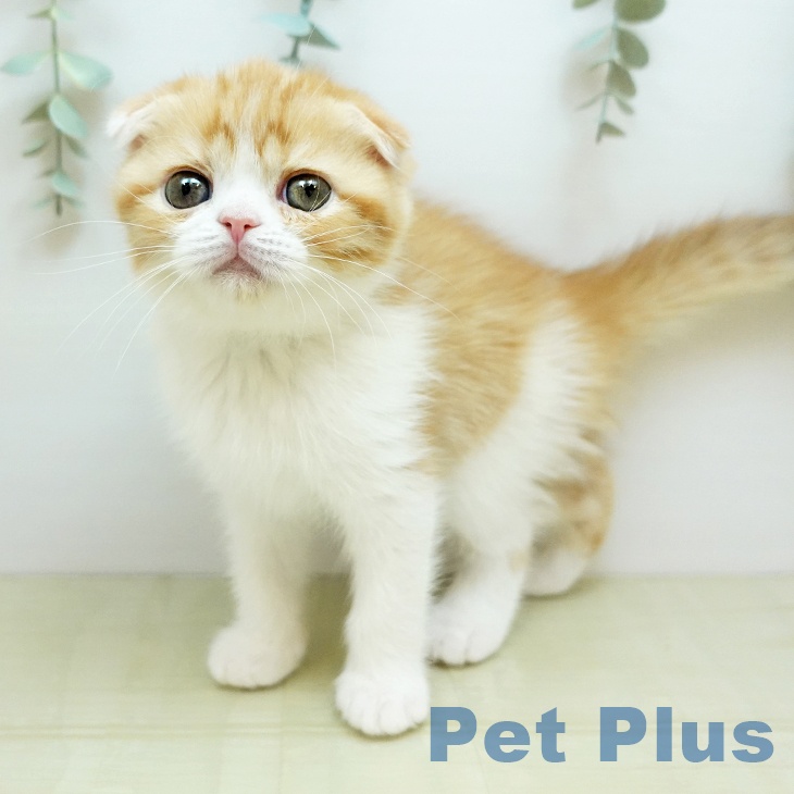 スコティッシュフォールド