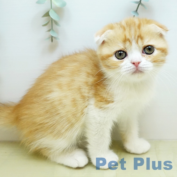 スコティッシュフォールドの写真2