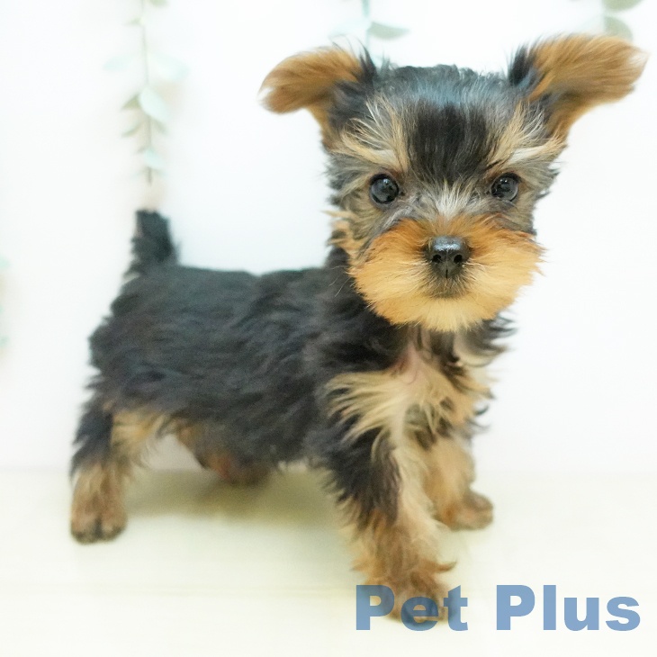 ヨークシャー・テリア