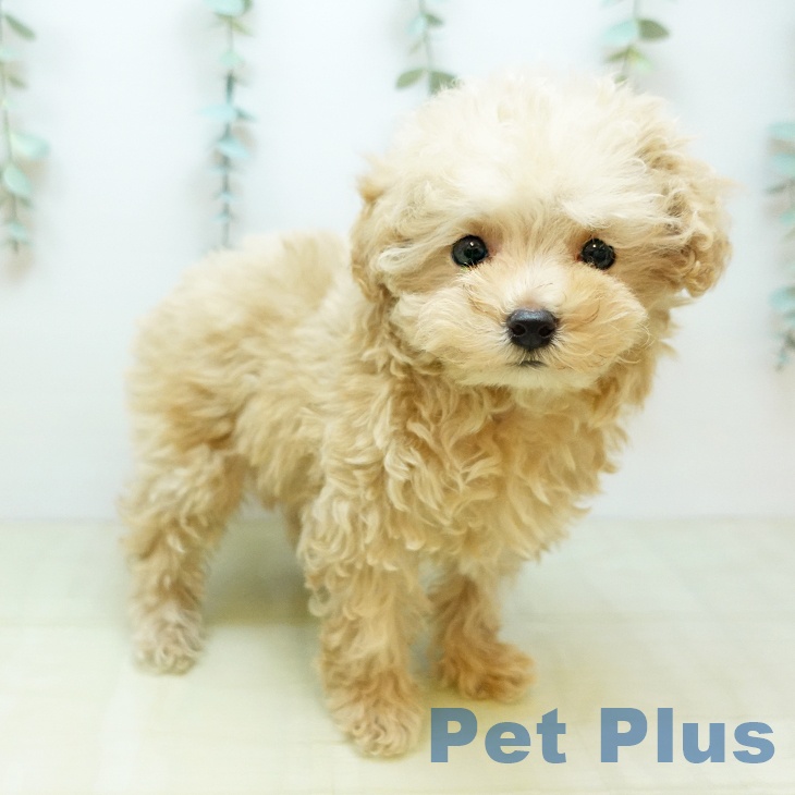 トイ・プードルの写真2