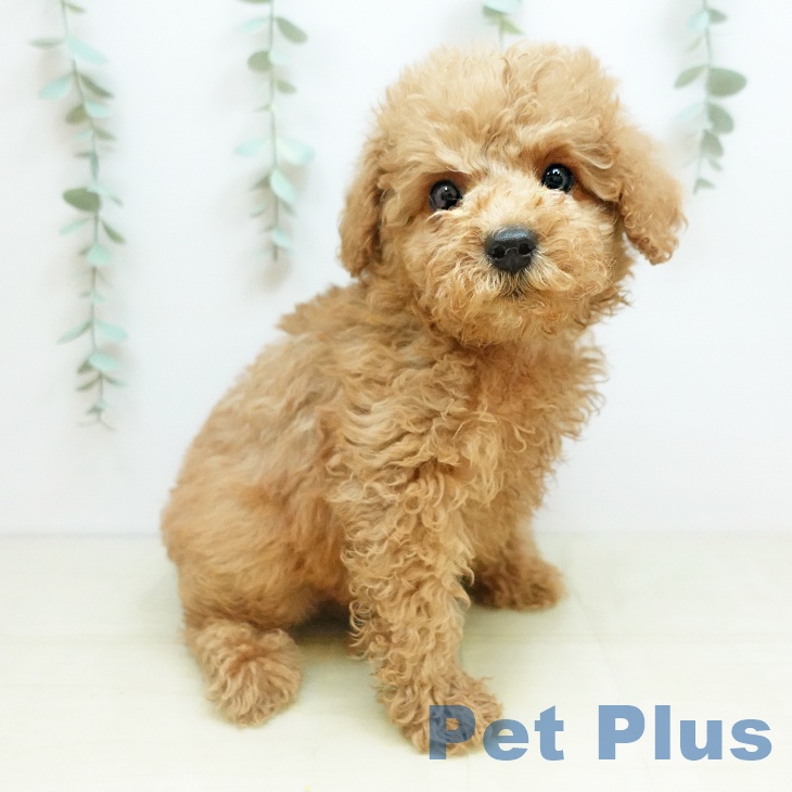 トイ・プードルの写真2