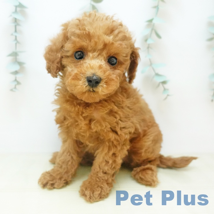 トイ・プードル