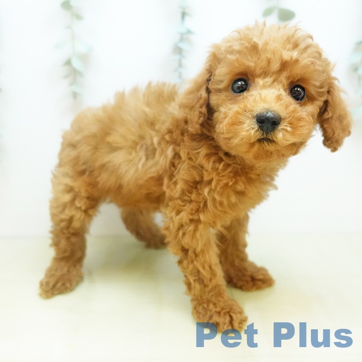 トイ・プードルの写真2