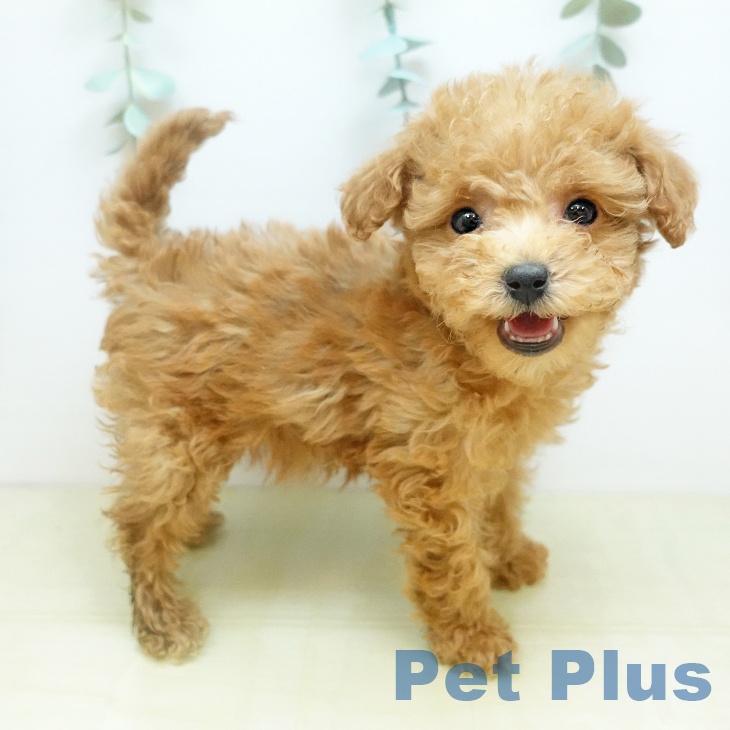 トイ・プードル