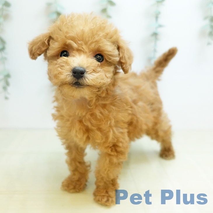 トイ・プードルの写真2