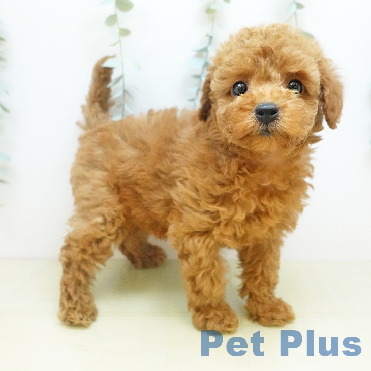 トイ・プードルの写真2