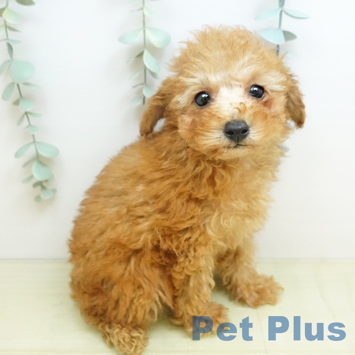 トイ・プードル