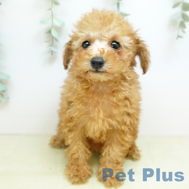 トイ・プードルの写真2