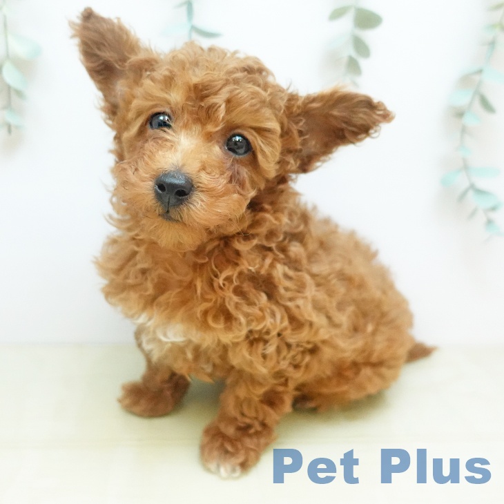 トイ・プードル