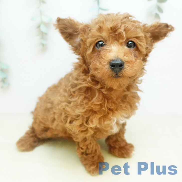 トイ・プードルの写真2