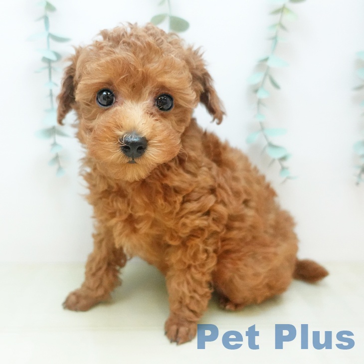 トイ・プードル