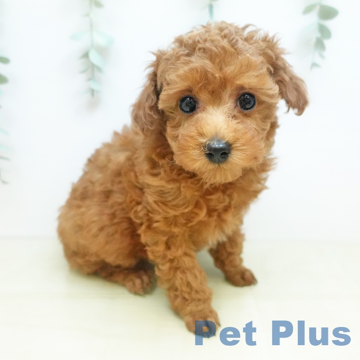 トイ・プードルの写真2