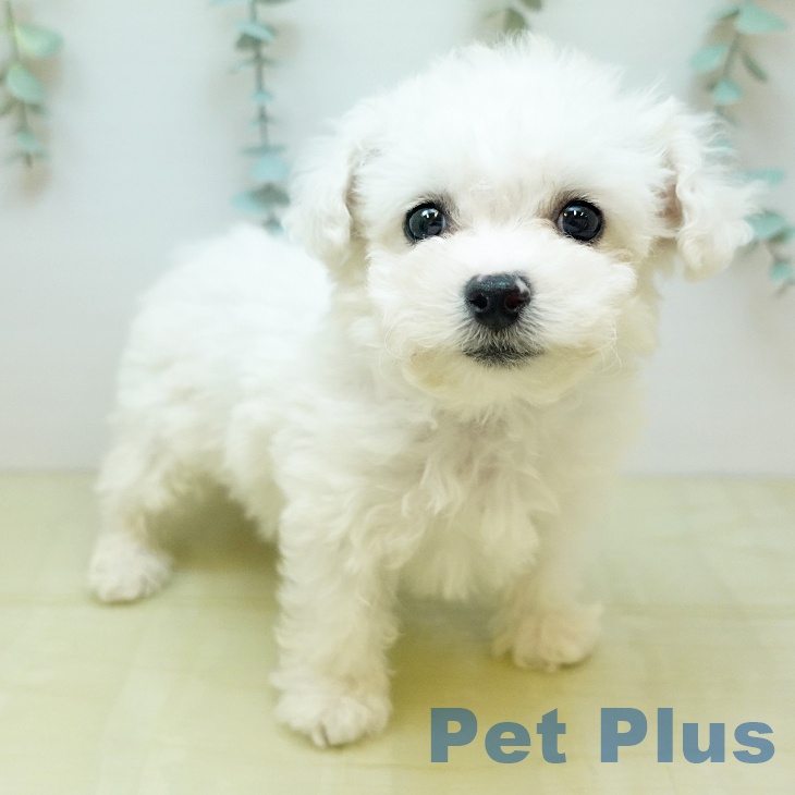 ビション・フリーゼ