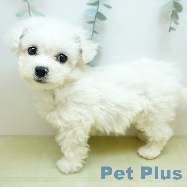 ビション・フリーゼの写真2