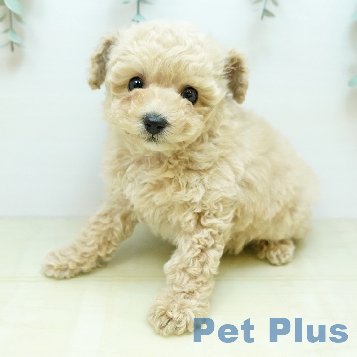 トイ・プードル