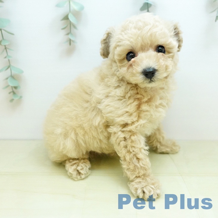 トイ・プードルの写真2