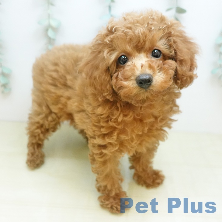 トイ・プードル