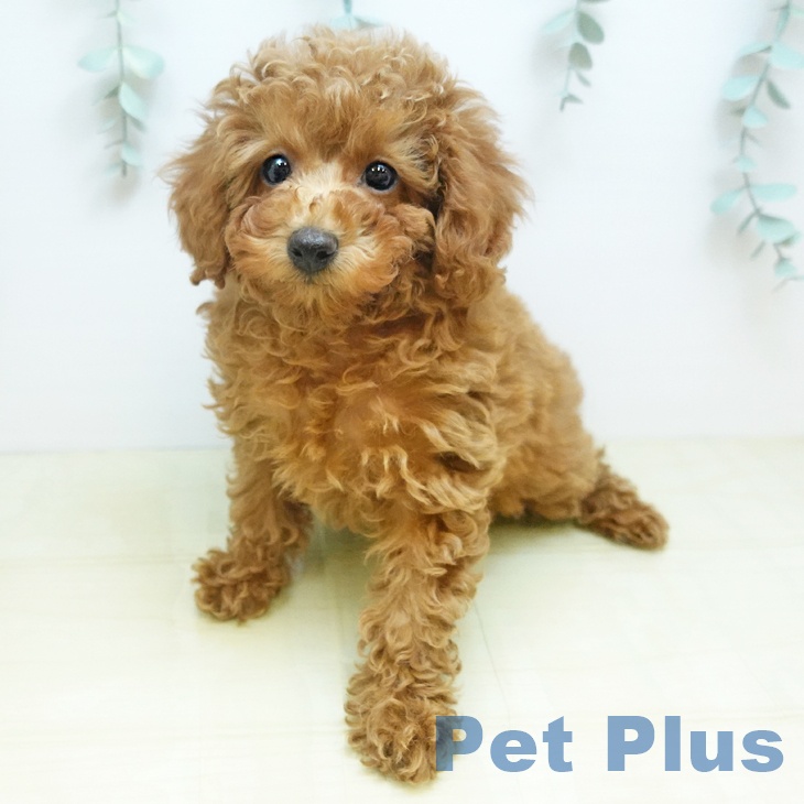 トイ・プードルの写真2