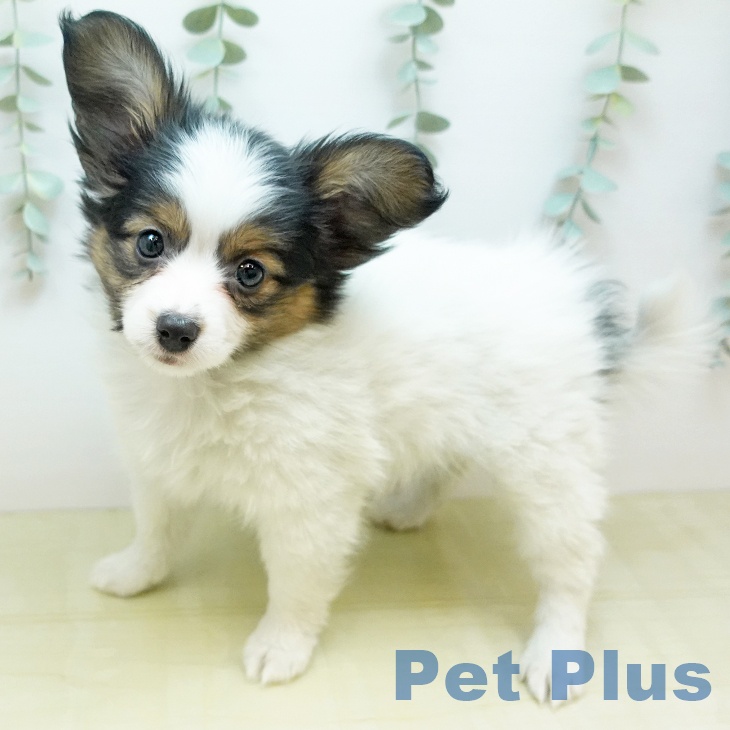 パピヨンの写真2