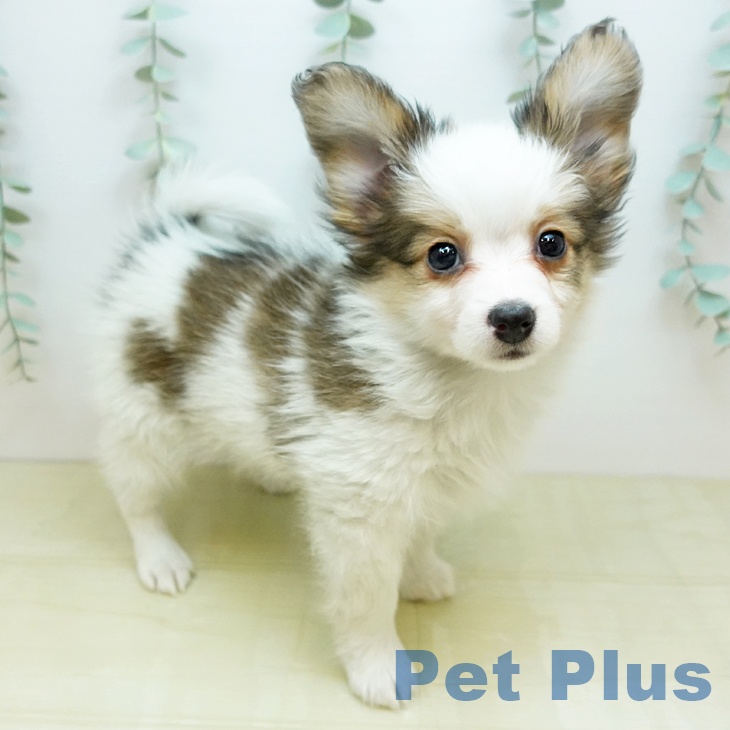 パピヨンの写真2