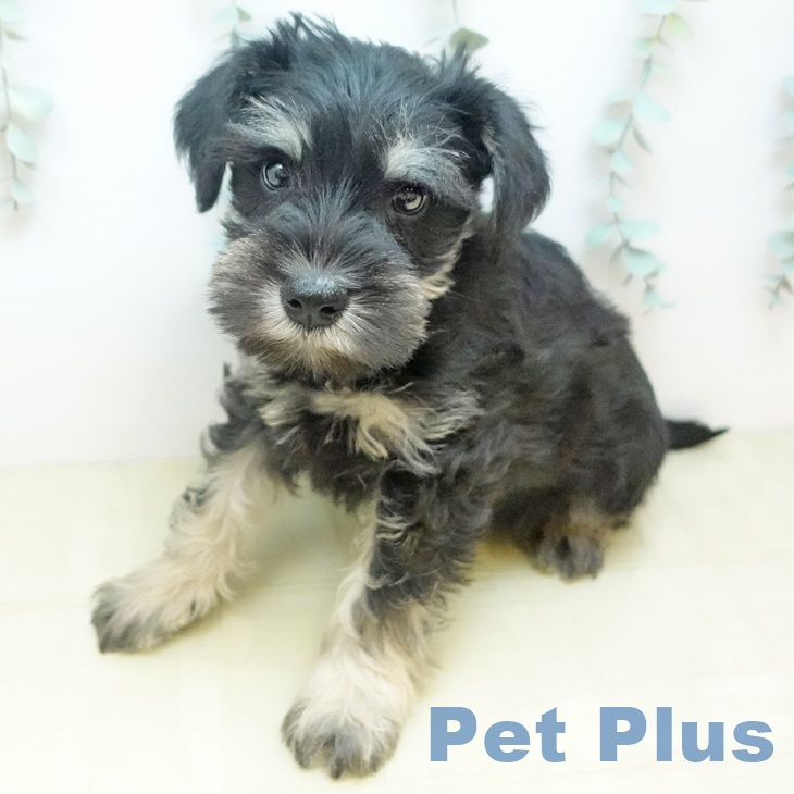 ミニチュア・シュナウザー