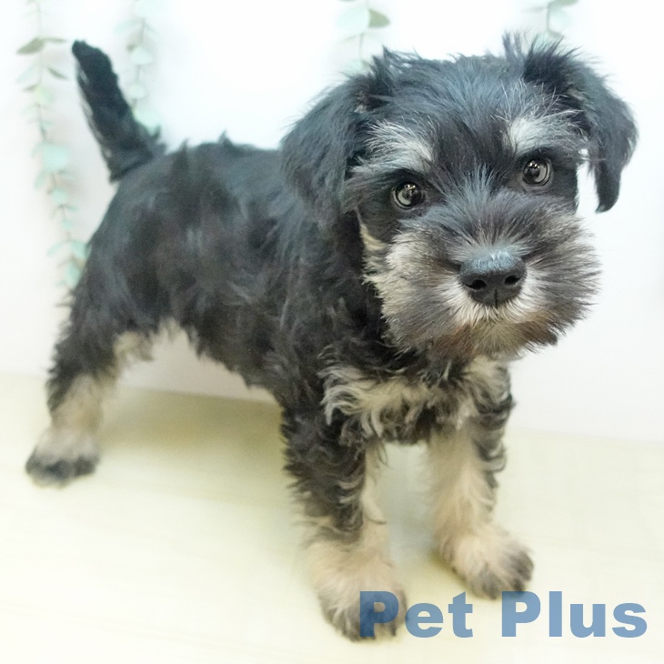 ミニチュア・シュナウザーの写真2