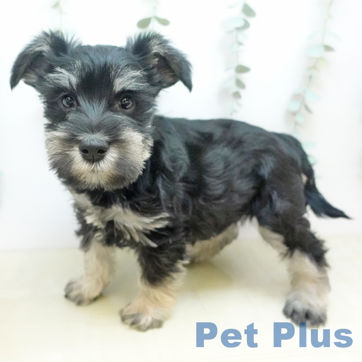 ミニチュア・シュナウザーの写真2