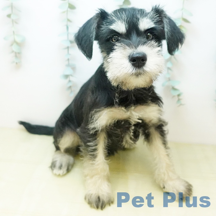 ミニチュア・シュナウザー