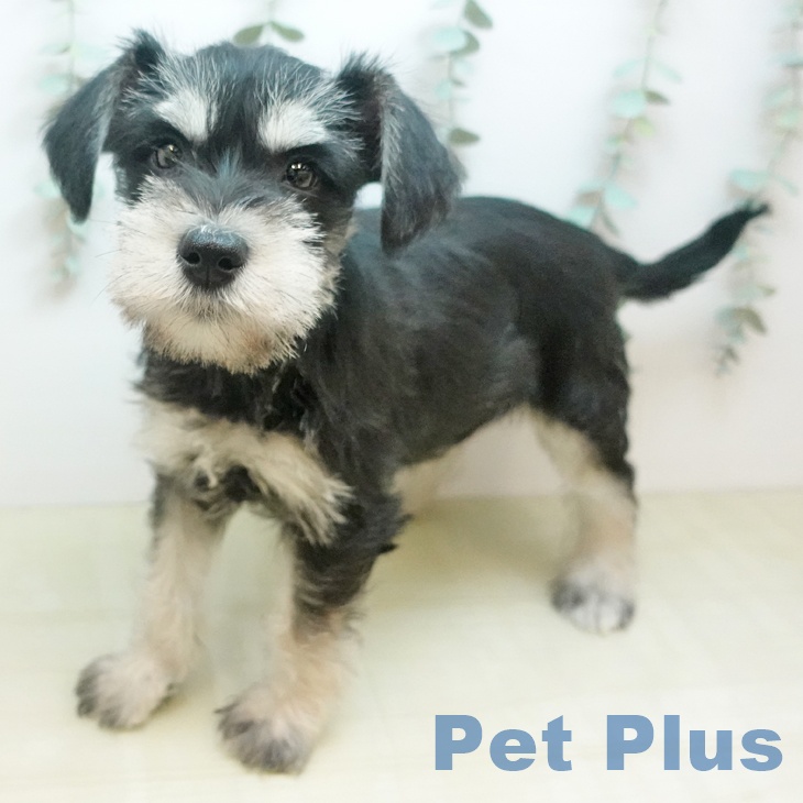 ミニチュア・シュナウザーの写真2