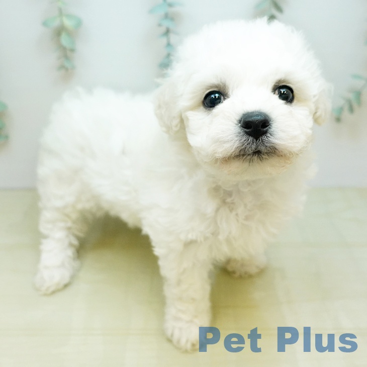 ビション・フリーゼ