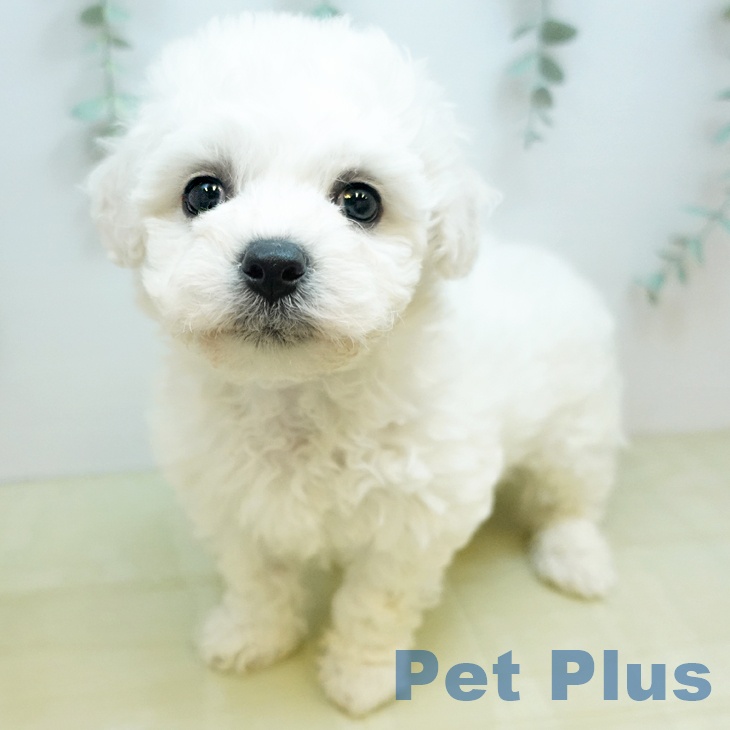 ビション・フリーゼの写真2