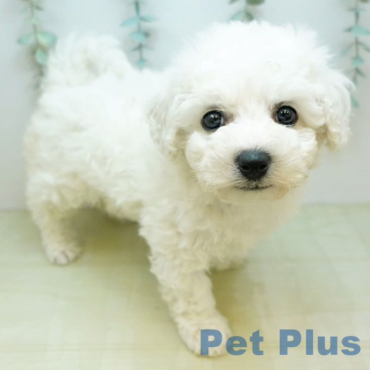 ビション・フリーゼ