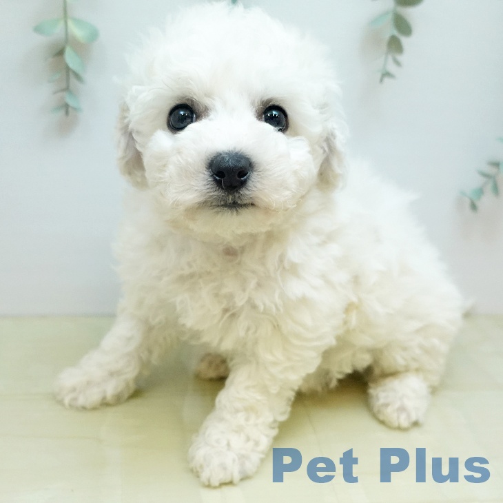 ビション・フリーゼの写真2