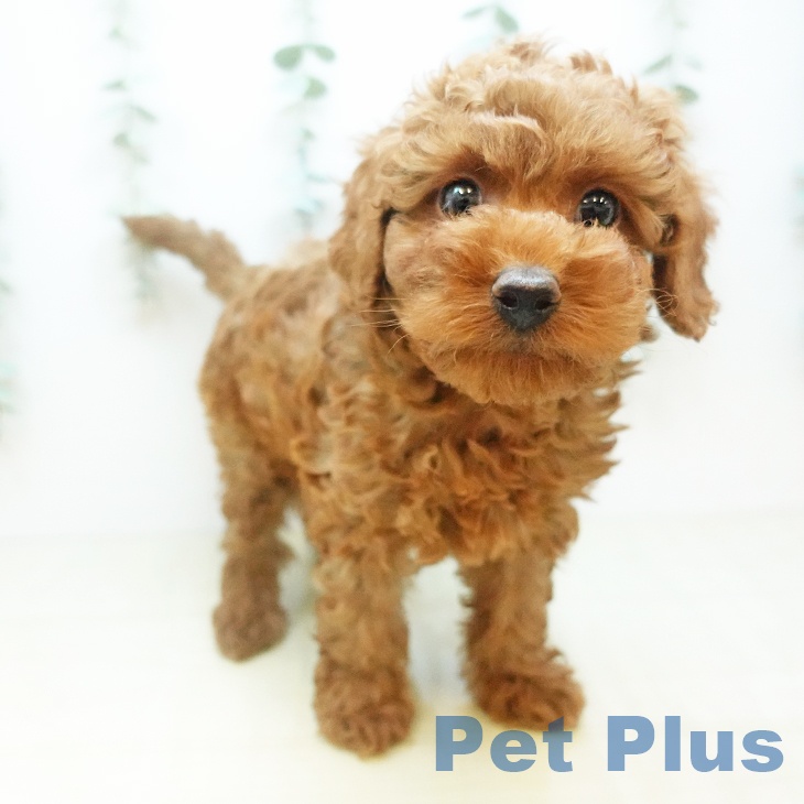 トイ・プードルの写真2