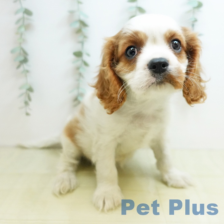 キャバリア・キングチャールズ・スパニエル