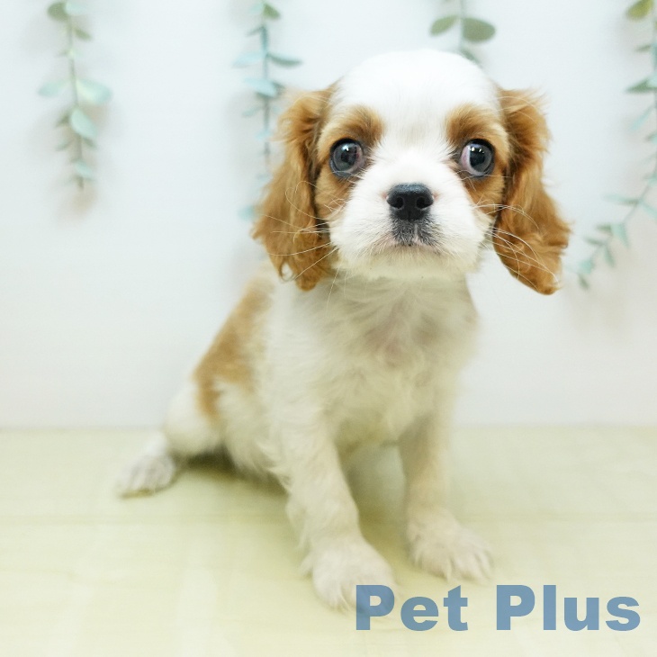 キャバリア・キングチャールズ・スパニエルの写真2