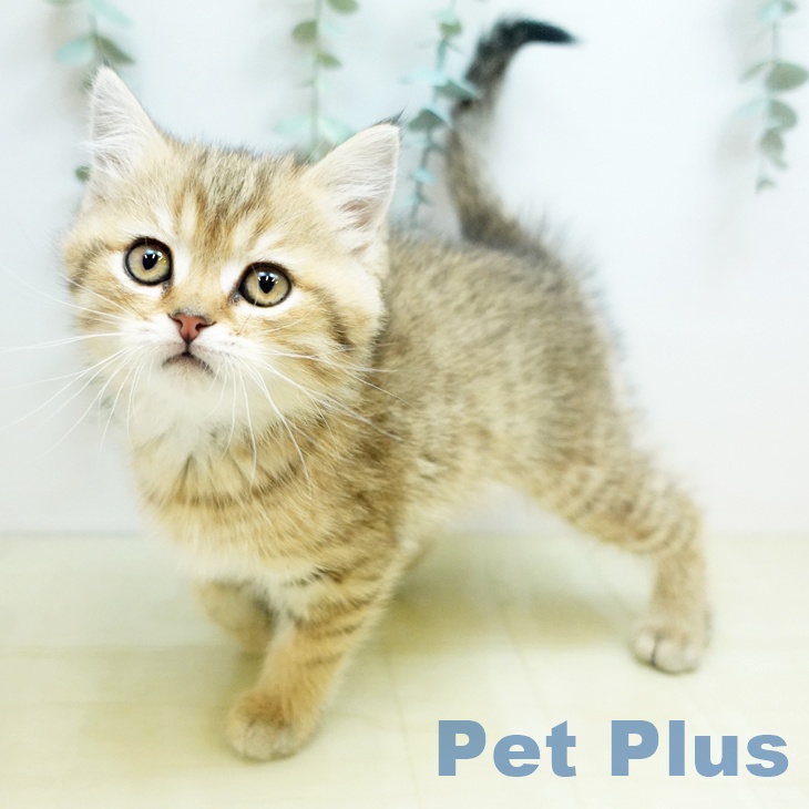 スコティッシュフォールド