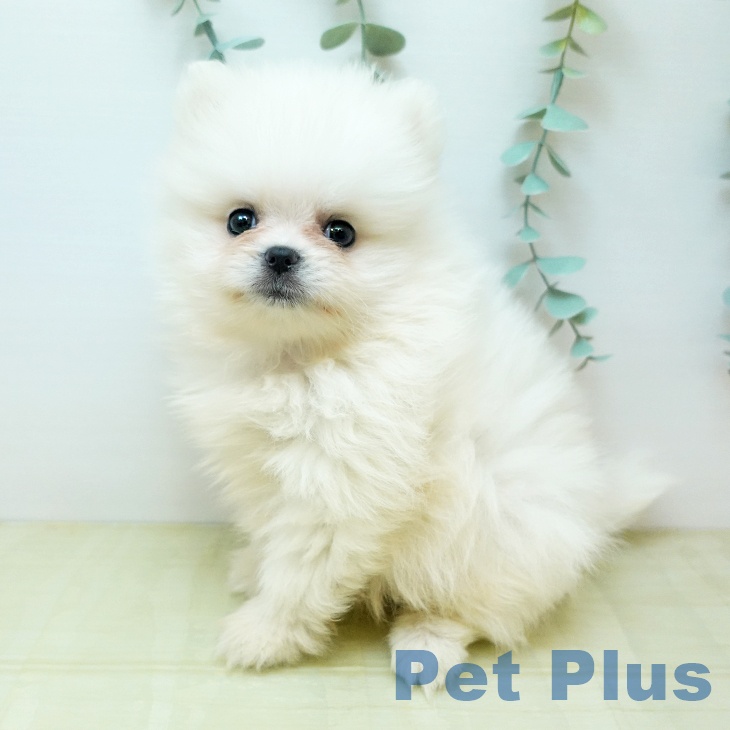 ポメラニアンの写真1