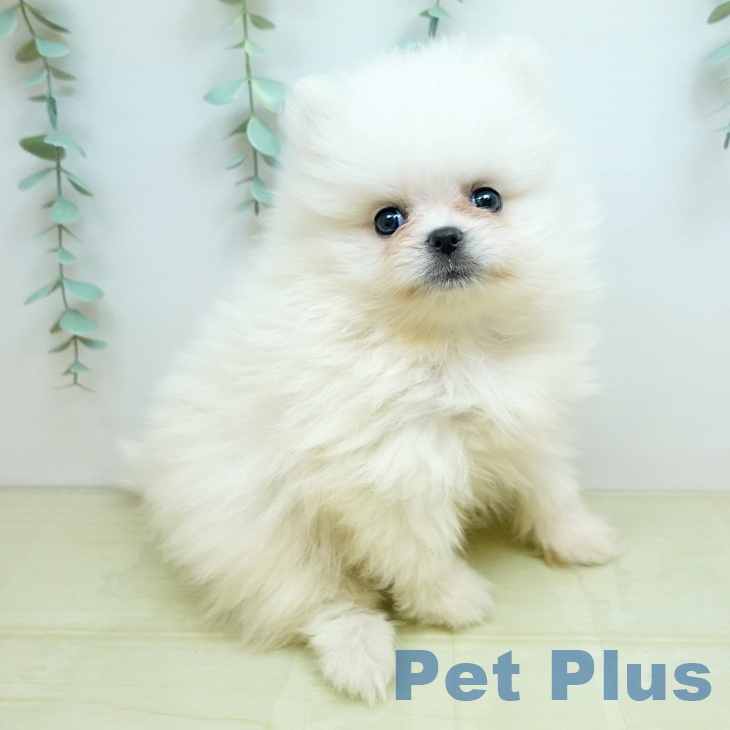 ポメラニアンの写真2