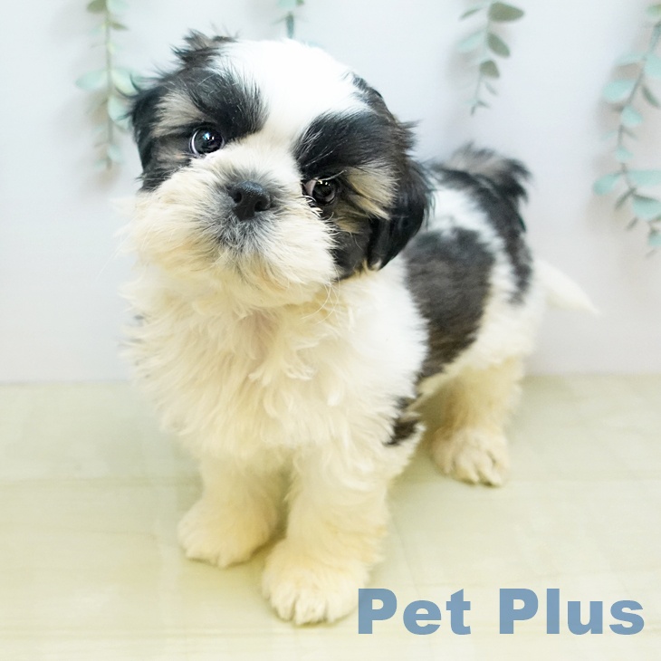 シー・ズーの写真1