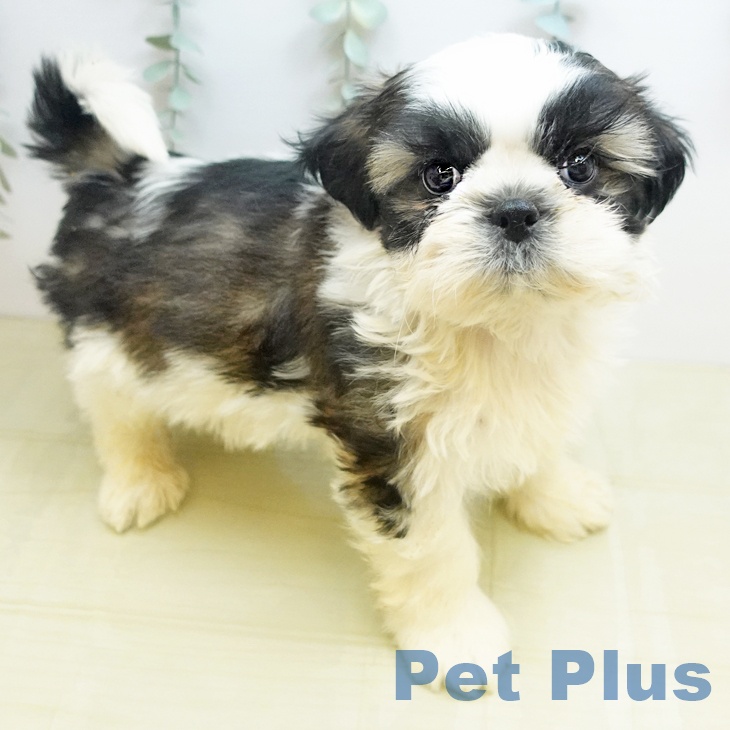 シー・ズーの写真2