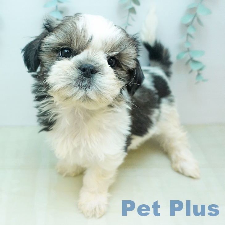 シー・ズーの写真2